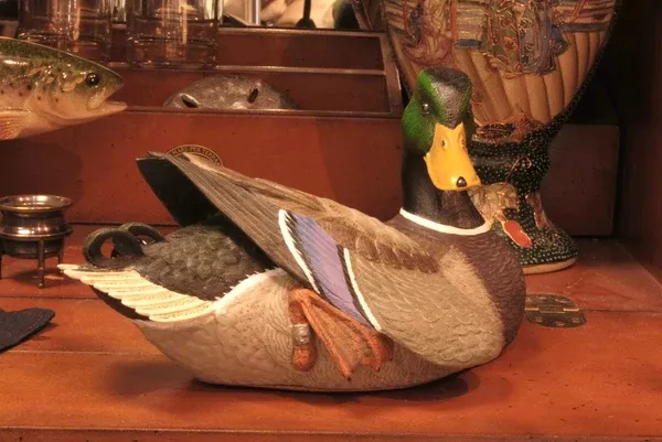 Handsome Mallard
